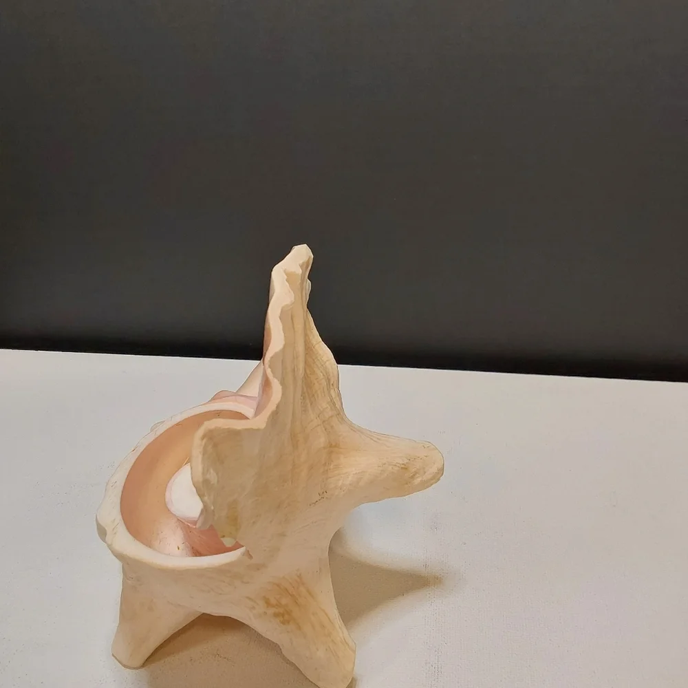 Natural Large Pink QUEEN Conch Shell Seashell Aquarium Beach Decor